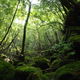 Image for article titled Visit the Real Princess Mononoke Forest